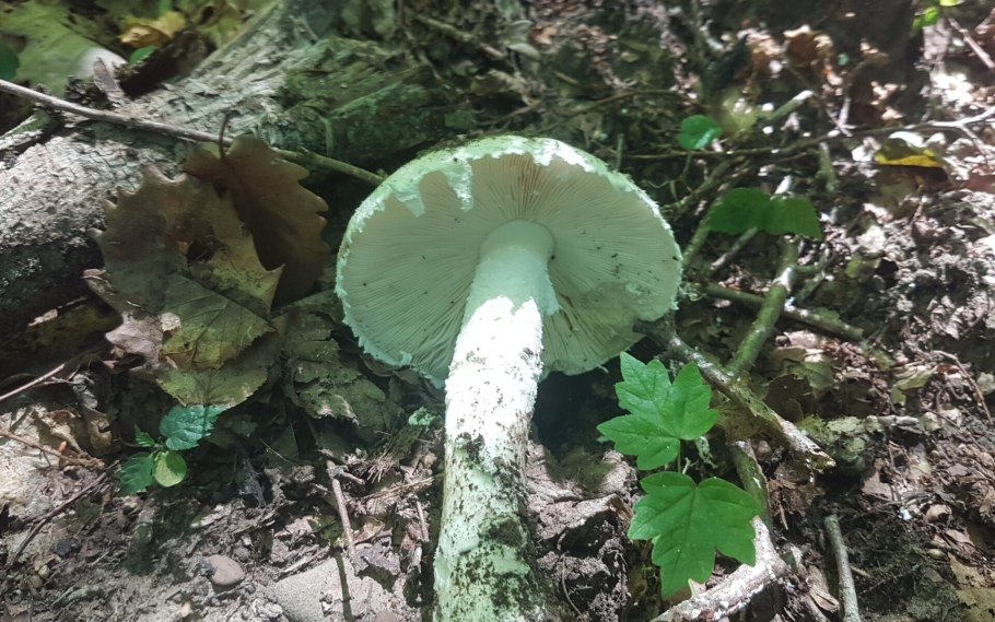 Съедобные грибы Узбекистана