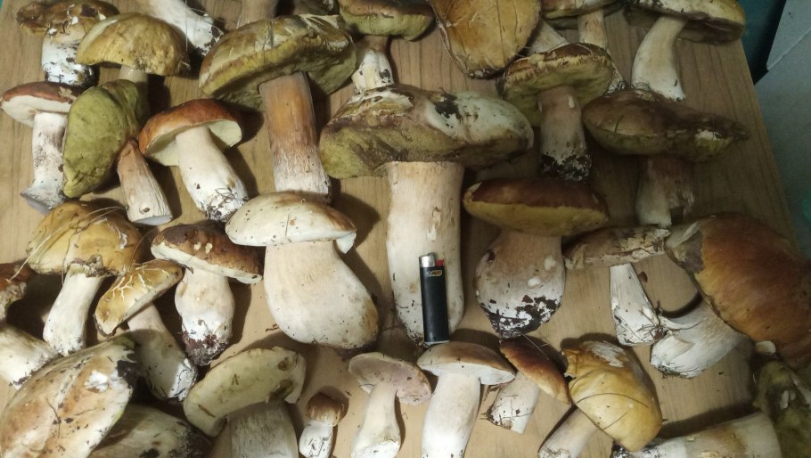 Несъедобные грибы Башкирии