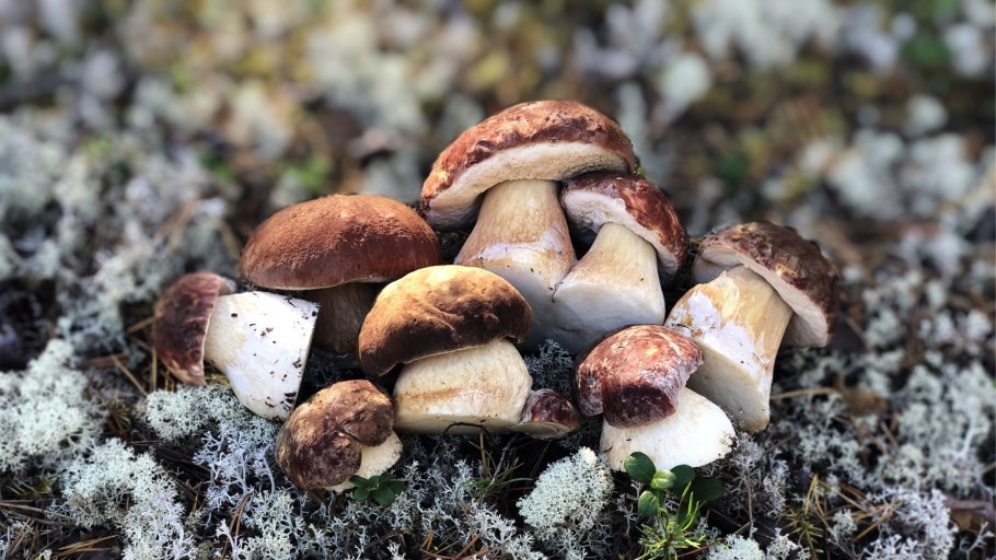 Грибы в октябре