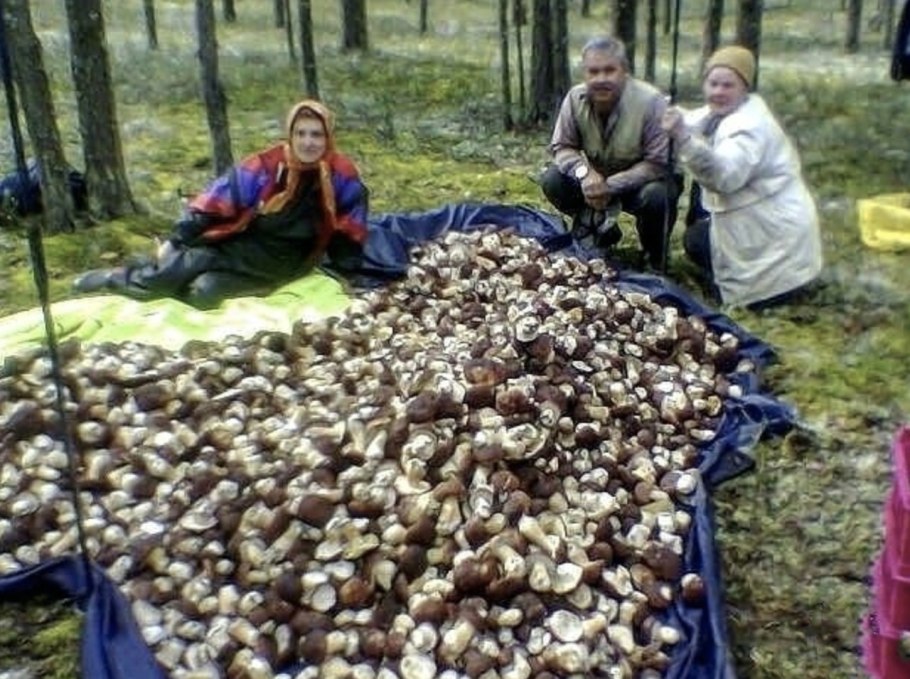 Грибные места Башкирии