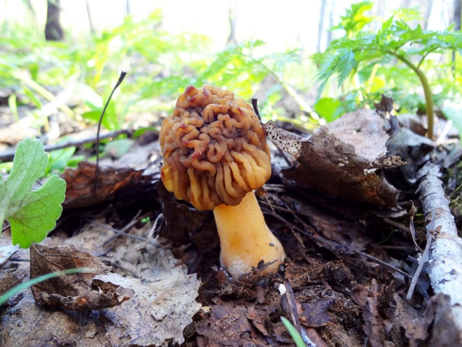 Весенние грибы Башкирии съедобные