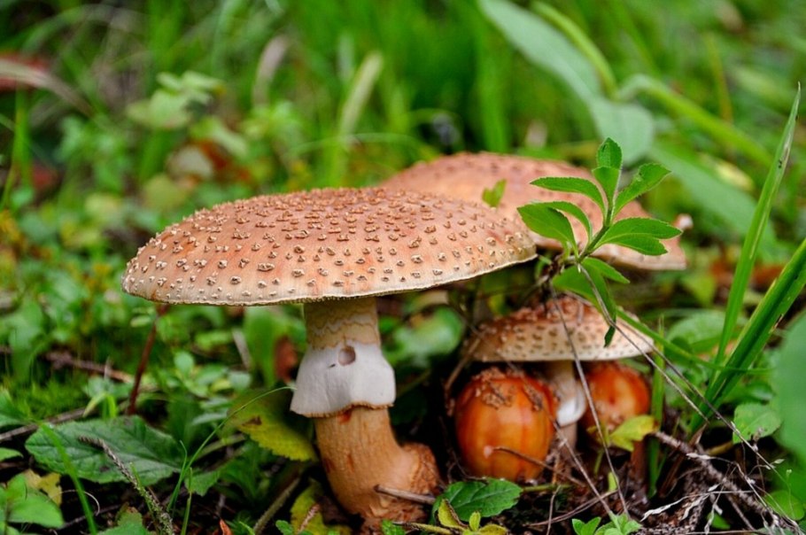 Грибы сейчас