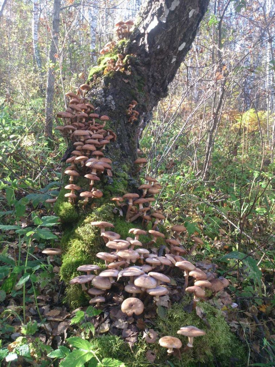 Осенние грибы Оренбуржья