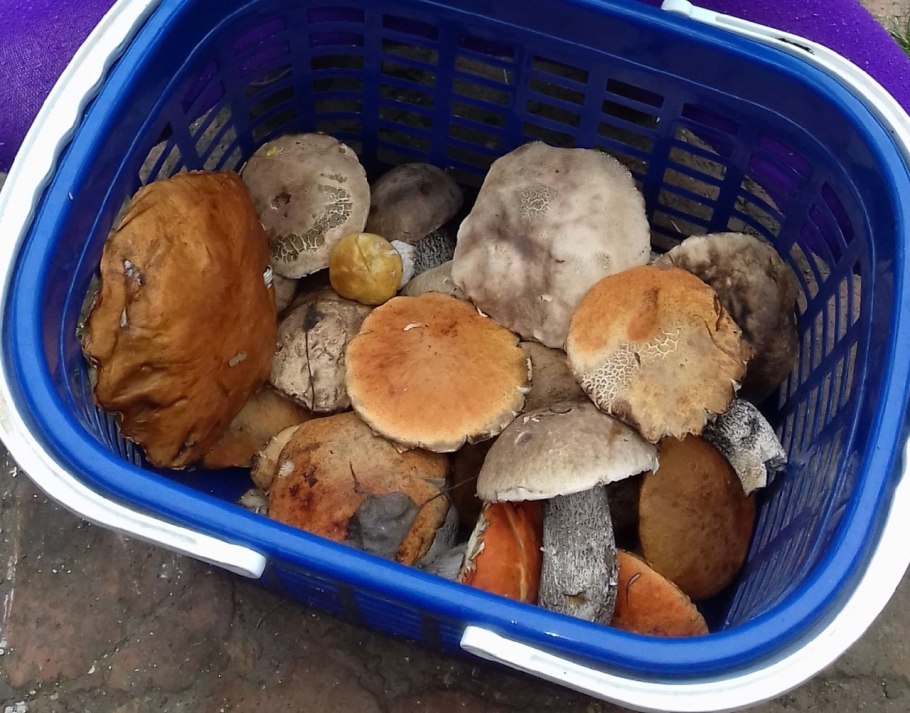 Грибы Башкирии