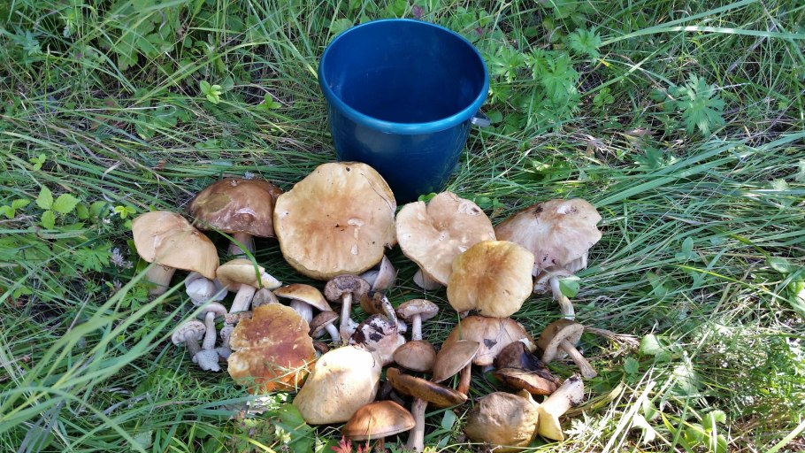 Грибы около забора,что за гриб