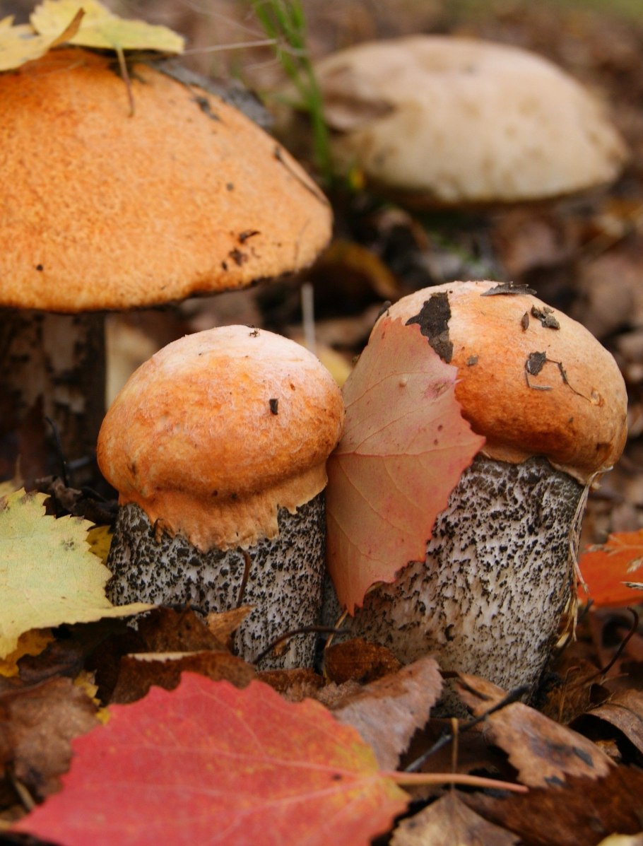 Несъедобные грибы Башкирии