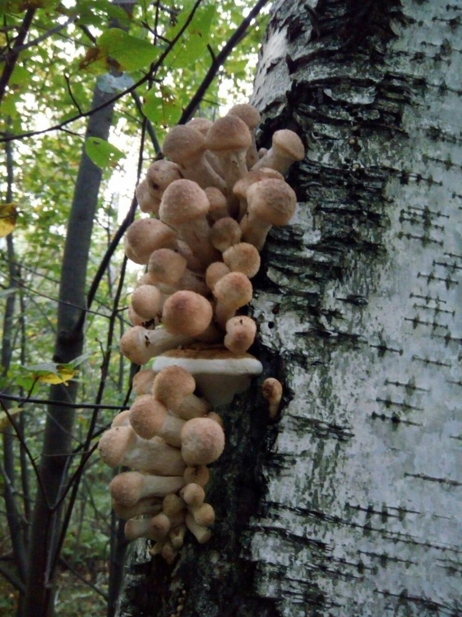 Гриб мокруха войлочная