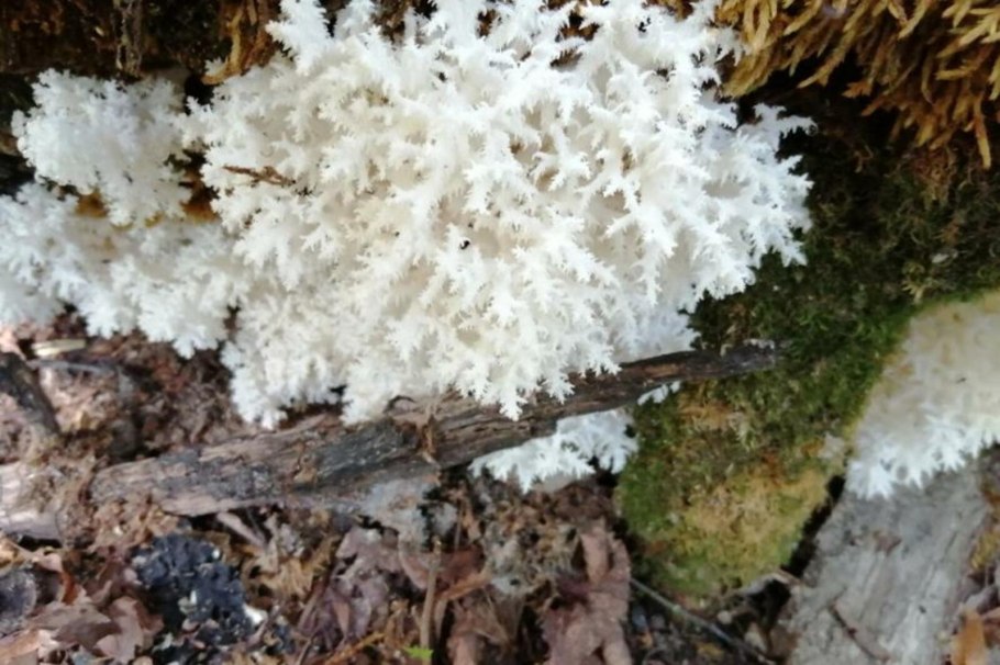 Опенок осенний Луговой