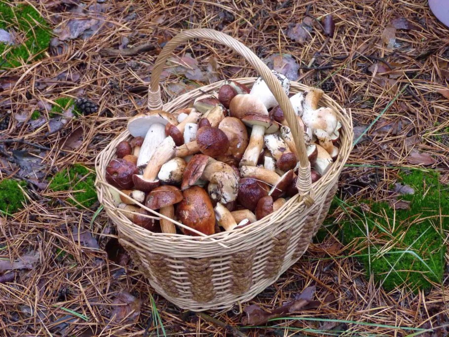 Боровая Синявка