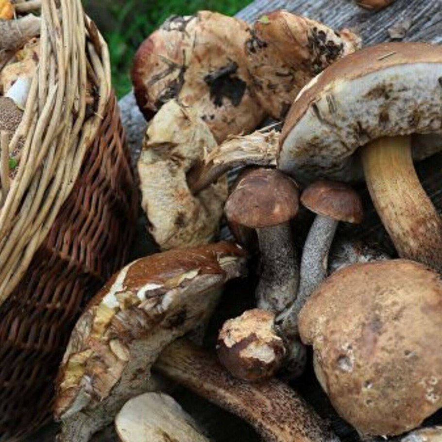 Грибы Мордовии опята