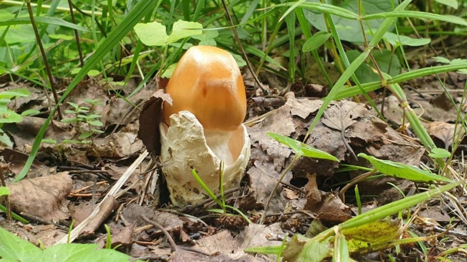 Грибы Башкирии