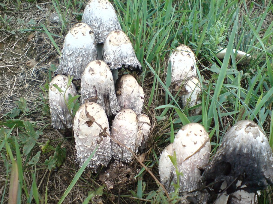 Гриб похож на коралл белый