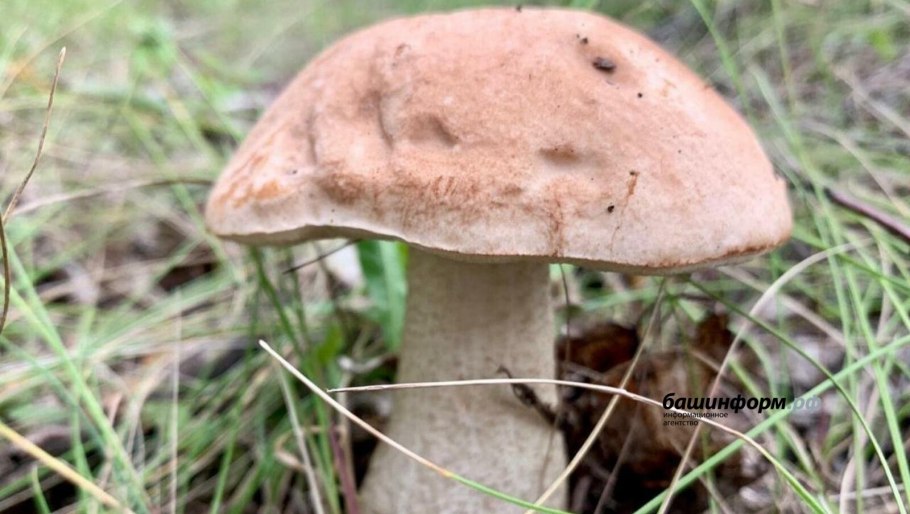 Гриб навозник от алкоголизма