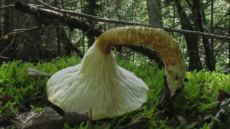 Сбор грибов в Калужских лесах