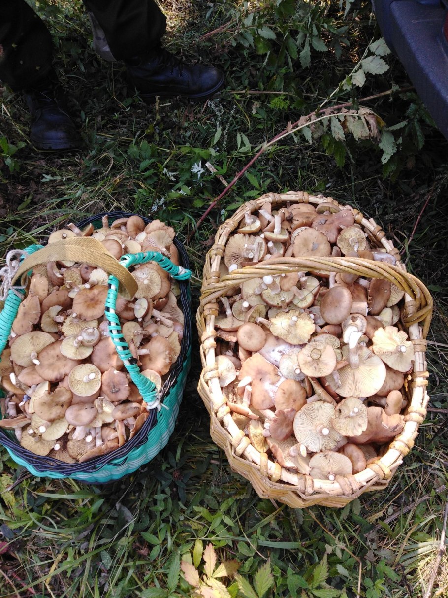 Тихая охота опята