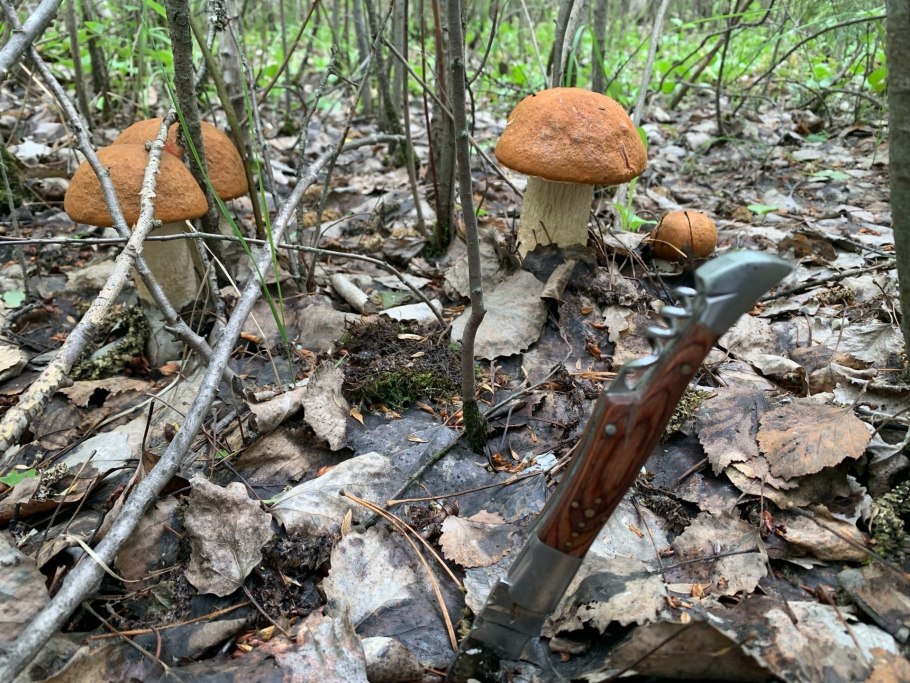 Грибники: Тихая охота