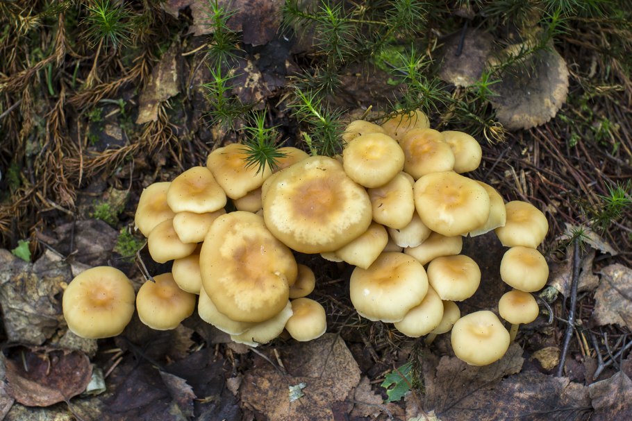 Рядовка грибы опята