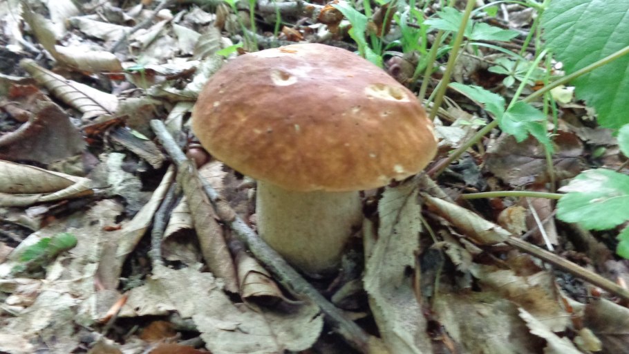 Сбор грибов