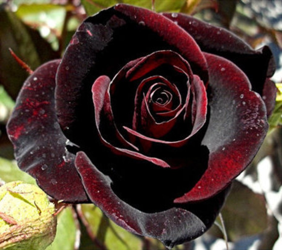 Роза Black-Baccara