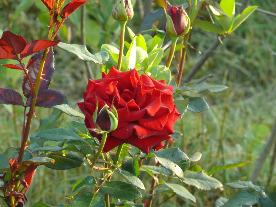 Роза Блэк Мэджик куст