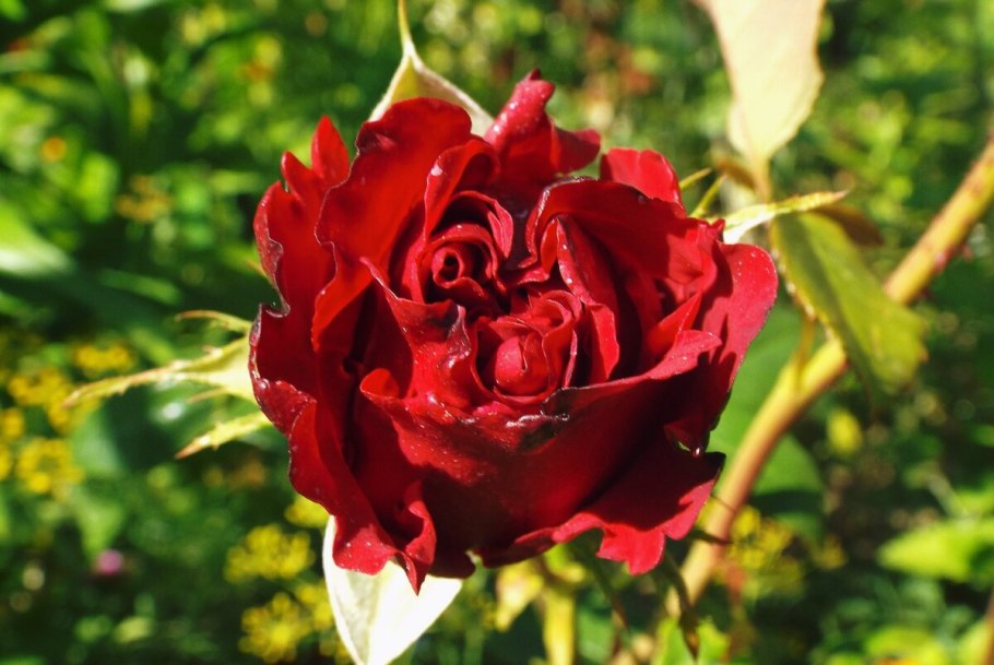 Роза чайно-гибридная Блэк баккара