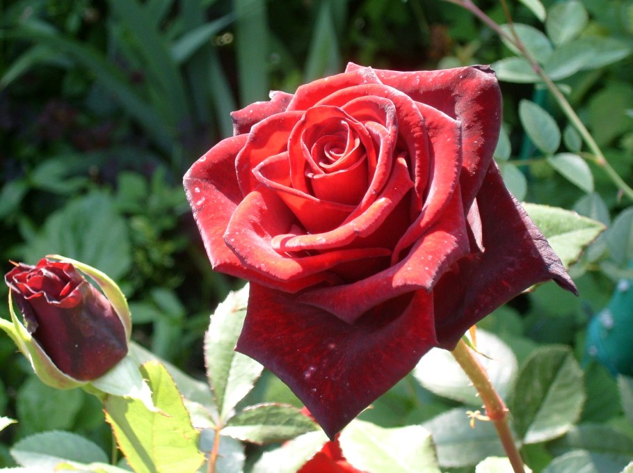 Роза Блэк Мэджик куст