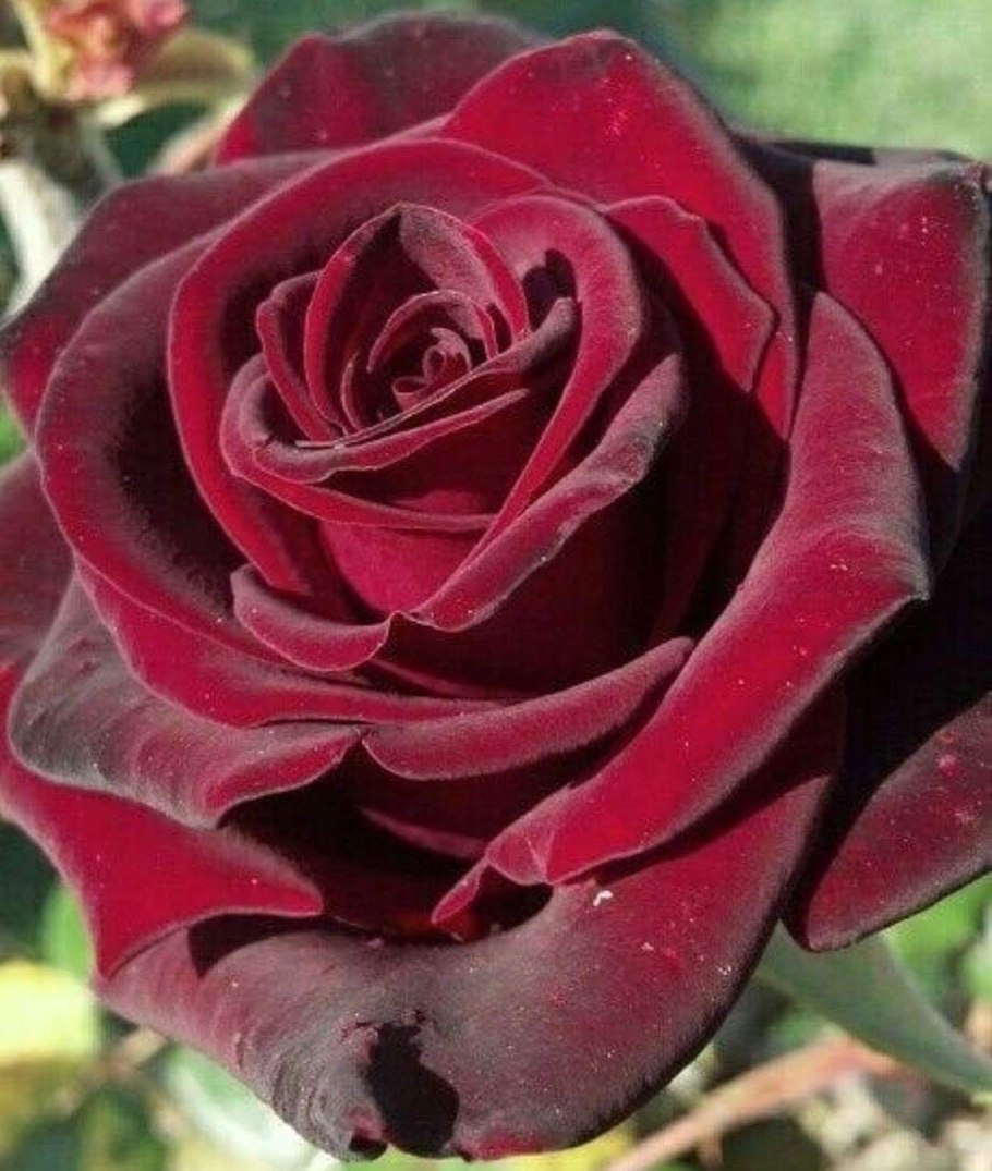 Роза Блэк черри