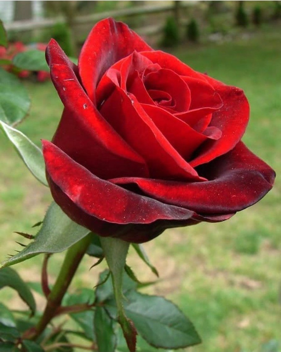 Роза чайно-гибридная Блэк Мэджик