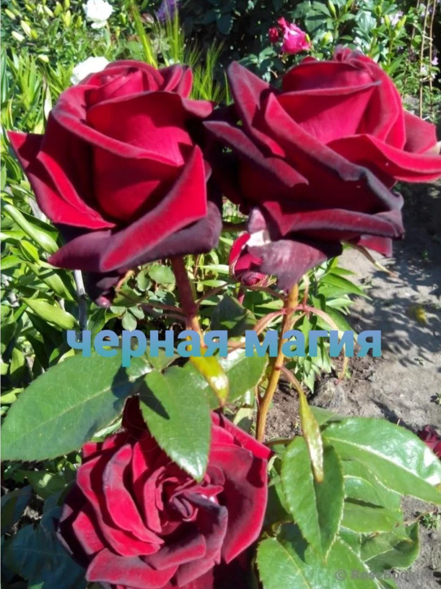 Роза Блэк Мэджик