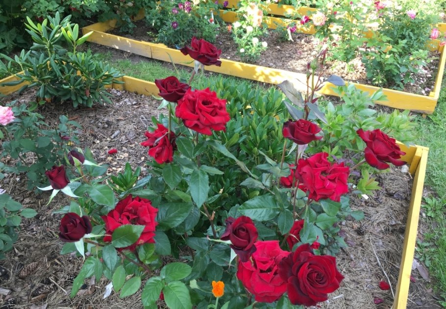 Розы Блэк Мэджик букет