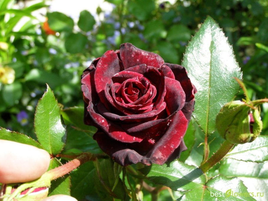 Роза Королевский бархат грандифлора