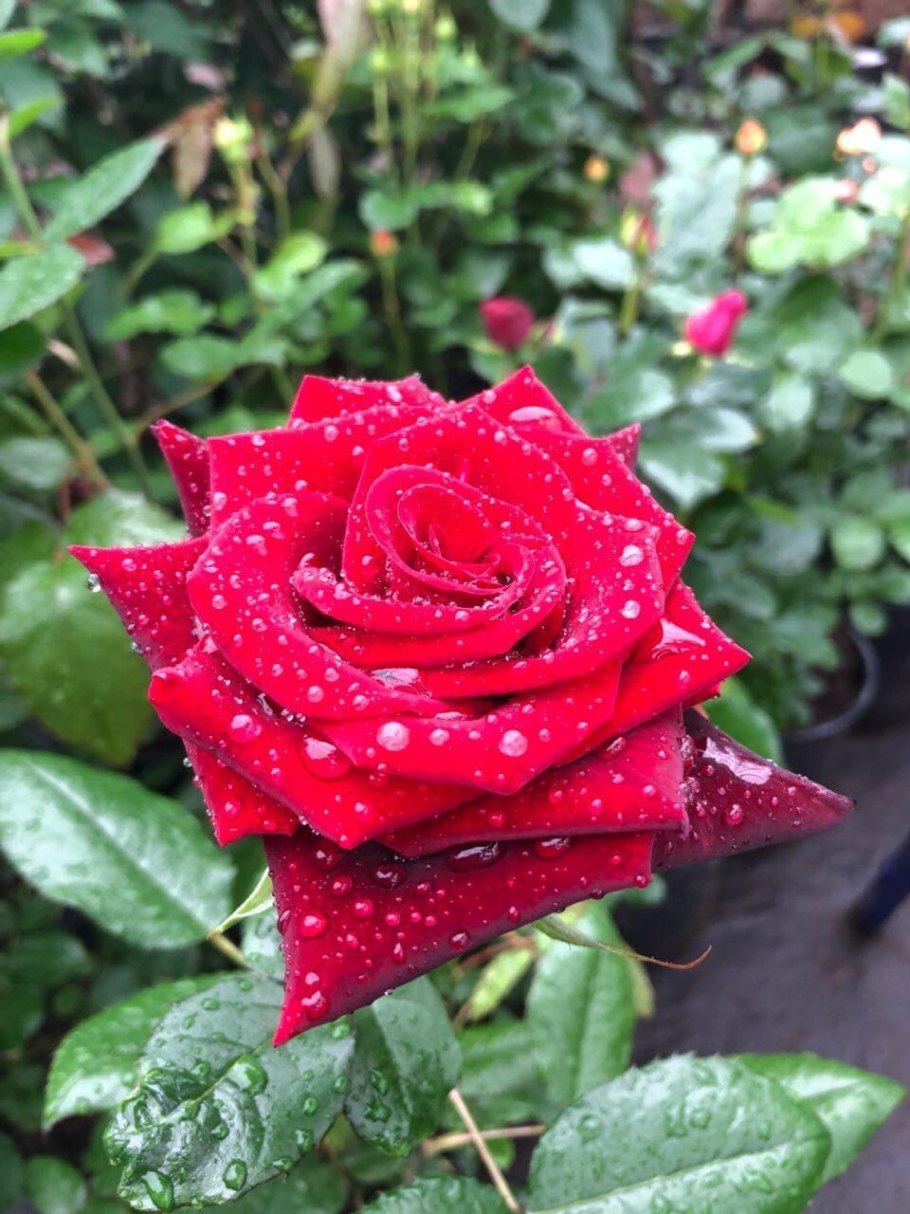 Black Baccara Блэк баккара роза