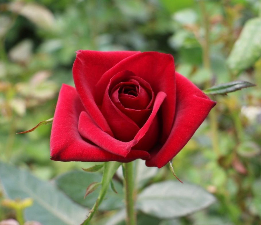 Роза бордовая чайно гибридная