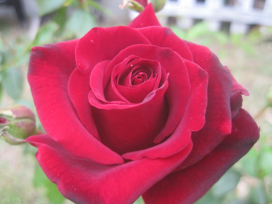 Девонже роза