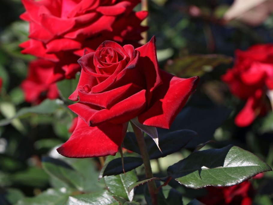 Роза чайно-гибридная Блэк Мэджик