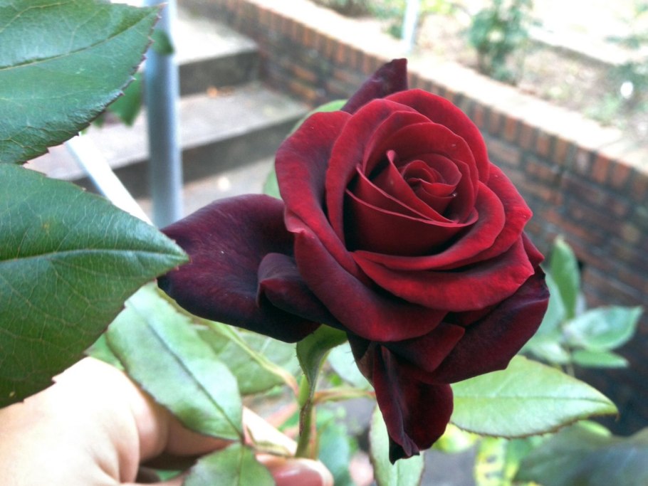 Роза чайно-гибридная Фиджи Негро