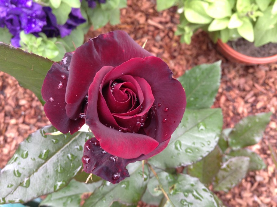 Роза чайно-гибридная Фиджи Негро