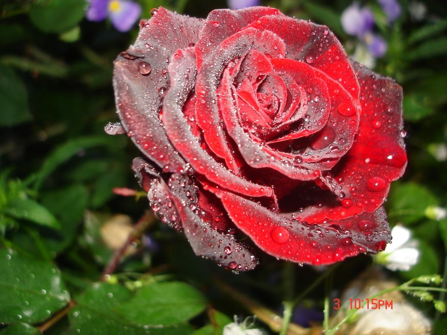 Роза черная магия