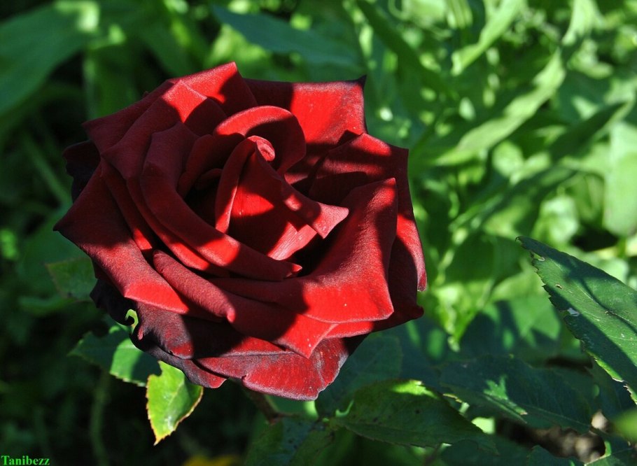 Роза чайно-гибридная Блэк Мэджик