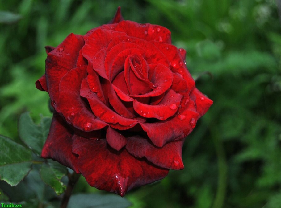 Роза чайно-гибридная Блэк Бьюти