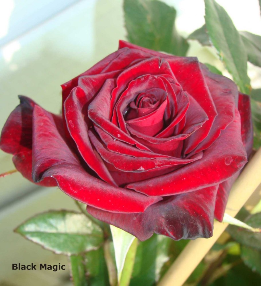Роза Блэк Мэджик