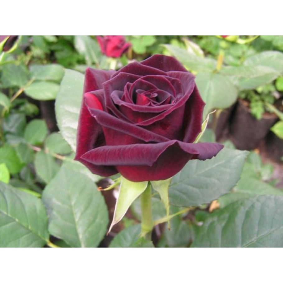 Роза Блэк Мэджик