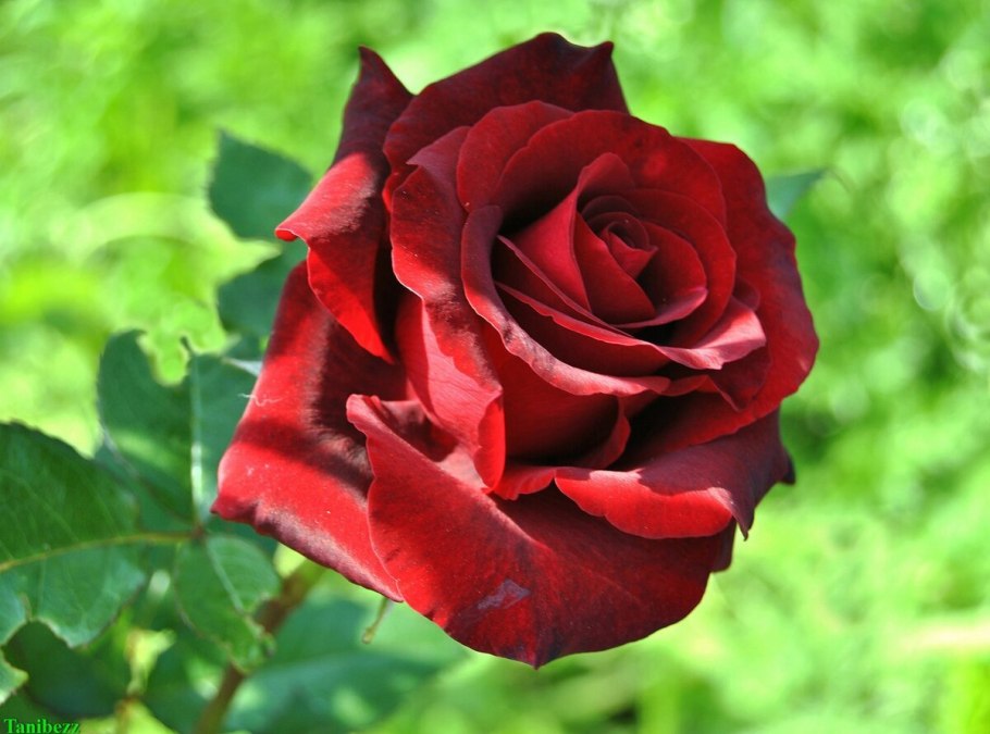 Роза чайно-гибридная Осирия