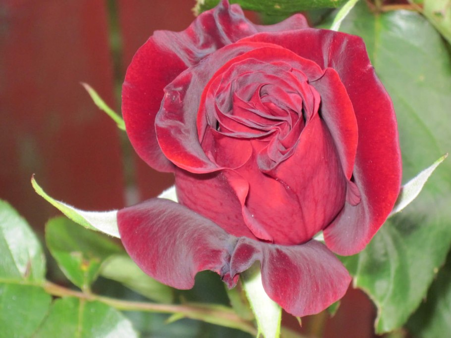 Роза чайно-гибридная Black Baccara