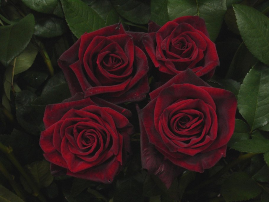 Роза чайно-гибридная черная магия