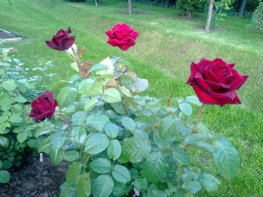 Роза Блэк Мэджик энциклопедия роз галерея