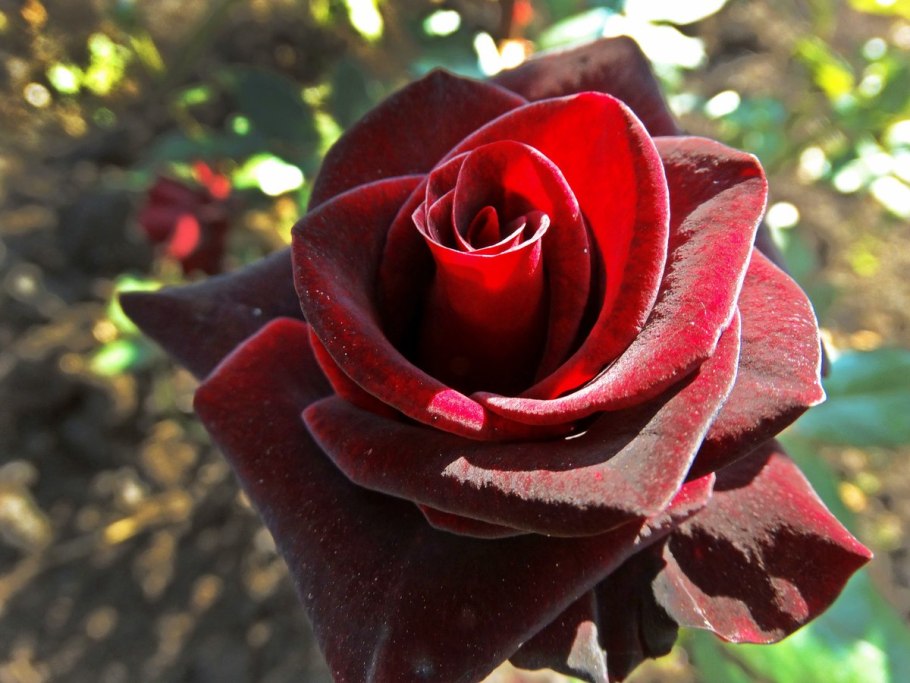 Роза Блэк Мэджик