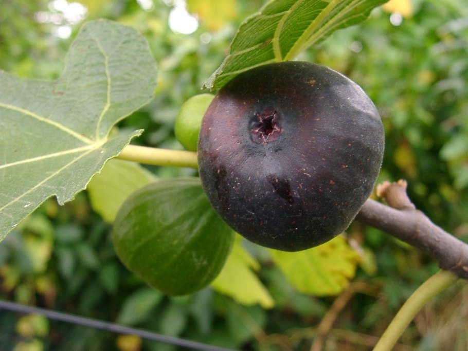 Инжир (Ficus carica)
