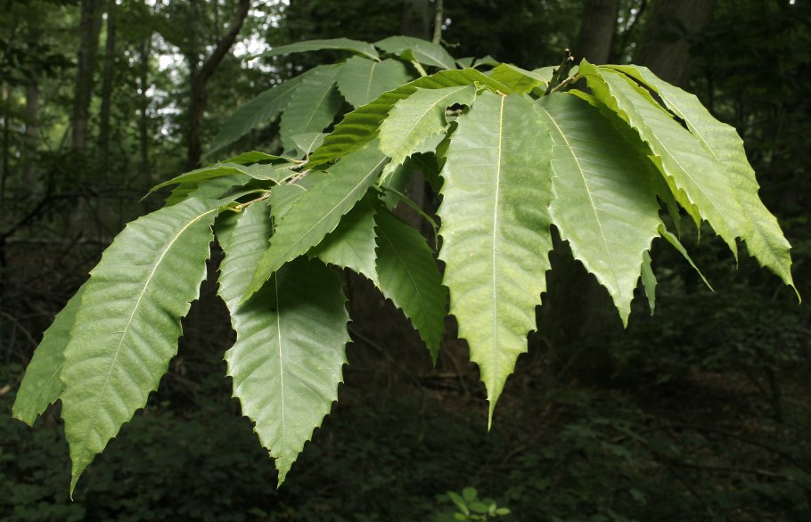 Каштан зубчатый или американский Castanea dentata