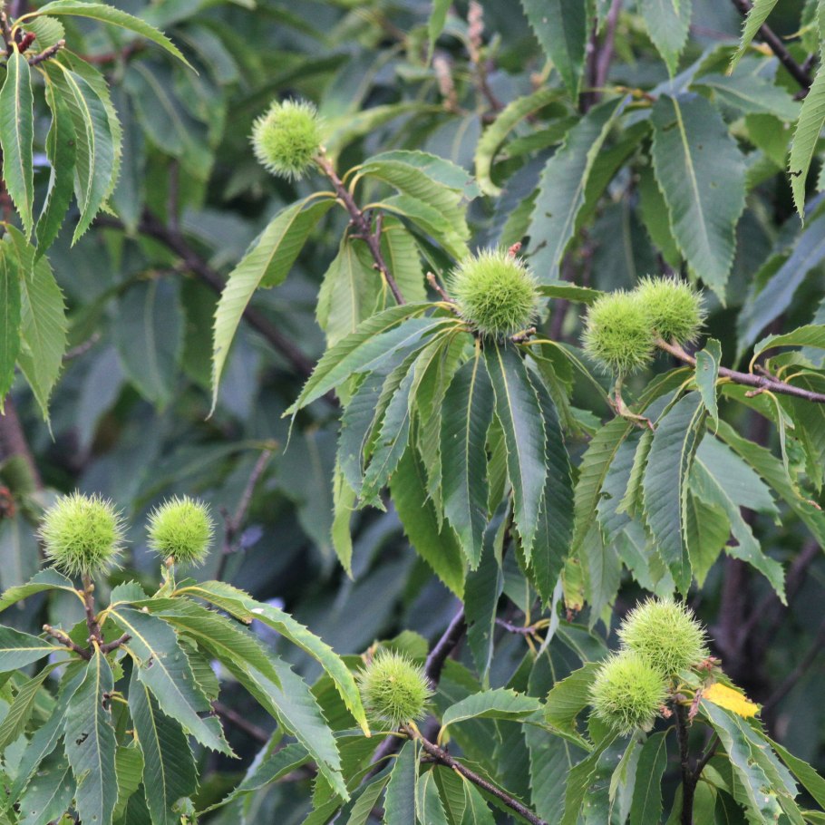 Каштан низкорослый (Castanea pumila)